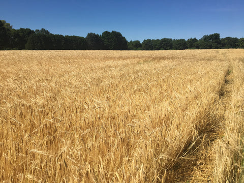 Northeast-Grown Grains