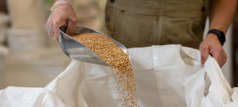 A miller scoops up whole grain berries.